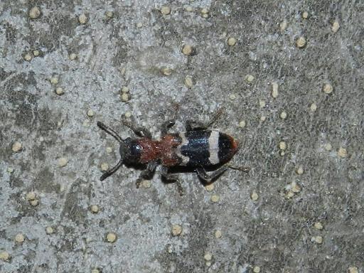 Thanasimus formicarius